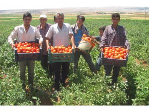 Araban’da yerli domates hasadı başladı