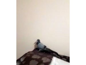 Evde mahsur kalan güvercini itfaiye kurtardı