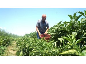 Emekli oldu self servis bahçe işine girdi