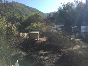Kastamonu’da orman yangını
