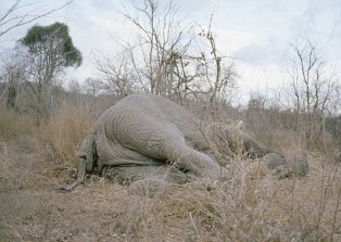 Zimbabwe'de insanlık dramı! FOTO