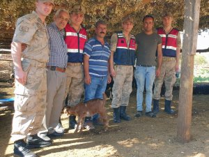 Kaybolan küçükbaş hayvanları jandarma buldu