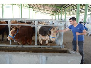 Kurbanlıklar, İzmit Modern Hayvan Pazarına indi