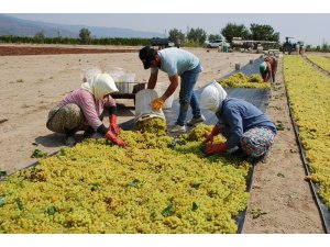 Üzüm işçilerinin beklediği fiyatlar açıklandı