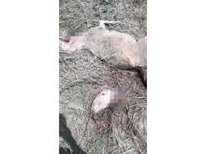 Kurtlar koyunları telef etti