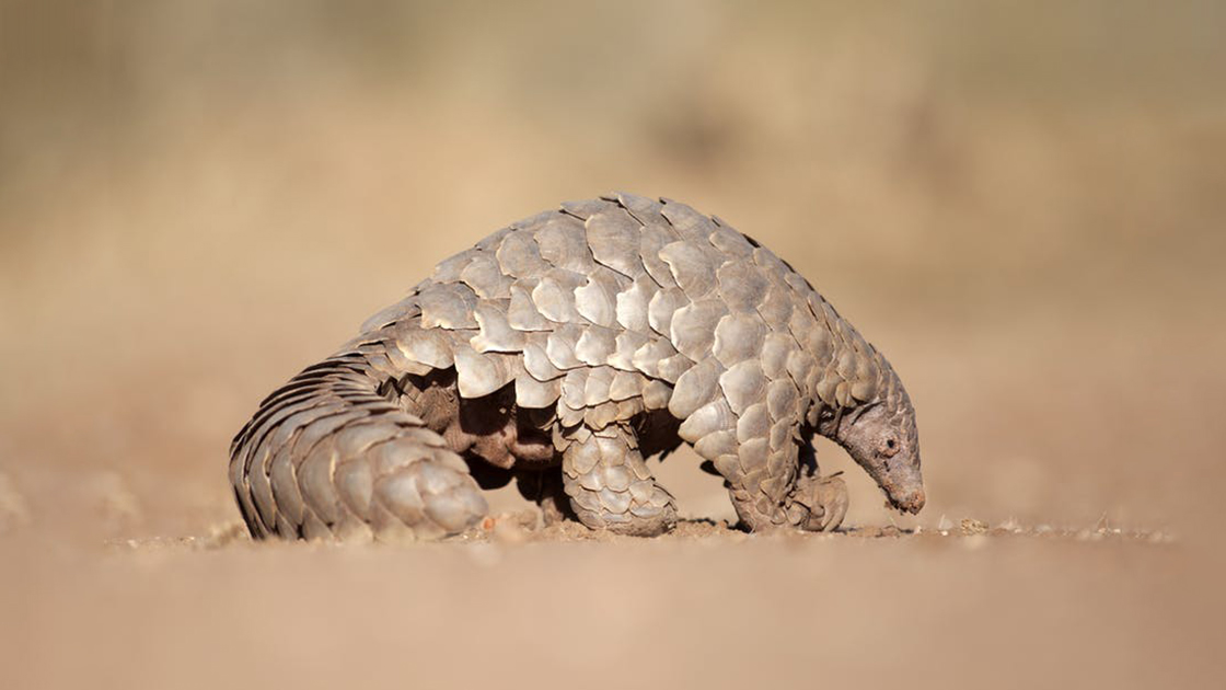 İstanbul Havalimanı'nda 1,2 ton pangolin pulu ele geçirildi