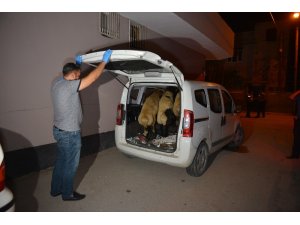 Hırsızlar polise yakalanmamak için çaldıkları koyunları bırakıp kaçtı