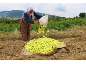 Amasya’nın tescilli ’çeyrek altın’ı: Çiçek Bamyası