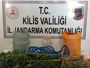 Kilis’te kenevir operasyonu