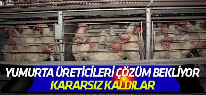 Yumurta üreticileri çözüm bekliyor