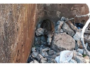 Su havuzuna düşen yavru domuzu itfaiye kurtardı