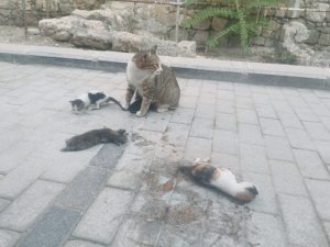 Anne kedi ölen yavrularının başından ayrılmadı
