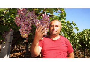 Sarıgöl Ovası’nda üzüm türleri çoğaldı