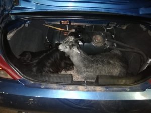 Keçileri kaçıramadan yakalandılar