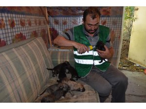 Anneleri ölen 8 köpek yavrusuna belediye işçisi sahip çıktı