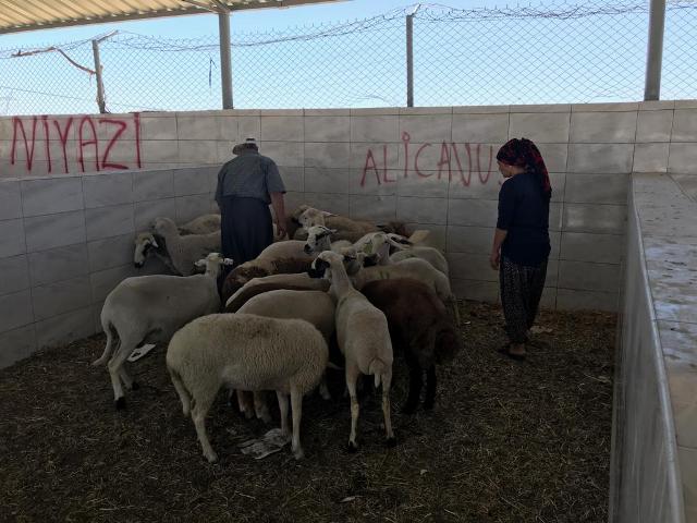 Ereğli'de yakalanan hayvan hırsızları tutuklandı