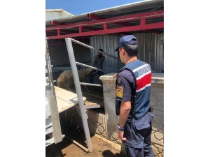 Konya’da jandarmanın denetiminde küpesiz koyun ele geçirildi