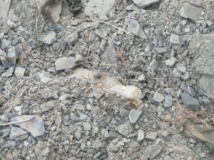 Van’da terör operasyonu