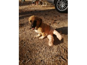 Yaralı yavru köpeğe belediye sahip çıktı