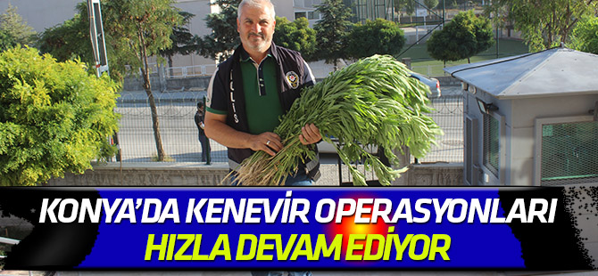 Karapınar'da dişi Hint keneviri operasyonları