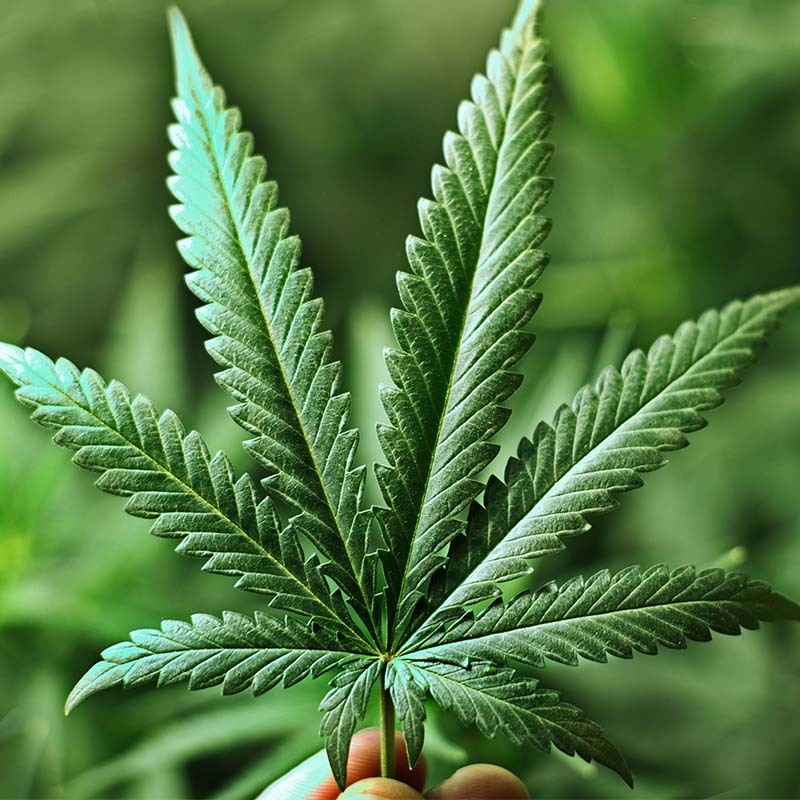 Ereğli’de Hint keneviri ve esrar ele geçirildi