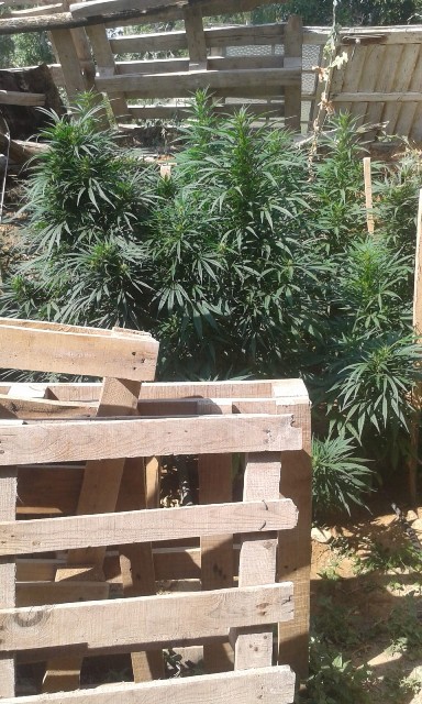 Konya'da uyuşturucu operasyonu