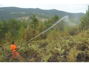 Sinop’ta orman ve örtü yangını