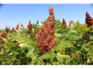 Hatay’da sumak hasadı başladı