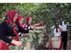 Ordu’da fındık hasadı 6 Ağustos’ta törenle başlayacak