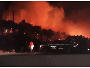 İzmir’de zeytinlik alanda yangın