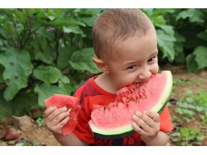 Doğu Karadeniz’in tek karpuz üretim merkezinde hasat başladı