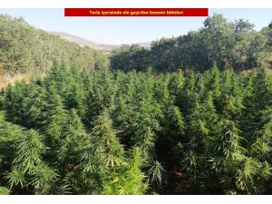 Diyarbakır’da son bir ayda 13 milyon 258 bin 588 kök kenevir bitkisi ele geçirildi