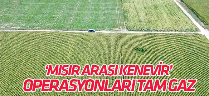 Konya'da kenevir operasyonları sürüyor