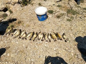 Gölette boy limiti altı balık avına 3 bin 360 lira ceza