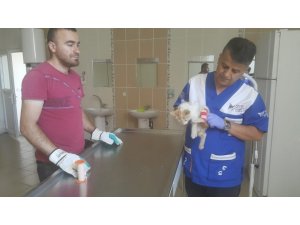 Veteriner ekipleri yaralı kediyi kurtardı