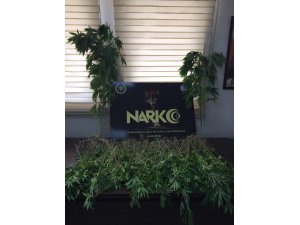 Ormanlık alanda 865 adet kök Hint keneviri ele geçirdi