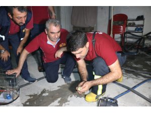 Dumandan etkilenen kuşa suni tenefüs ve kalp masajı