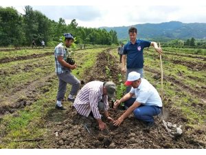 Samsun’a süper meyve aronia bahçesi kuruldu