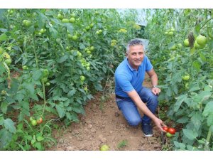 Dünyada sebzelere olan talep hızlı bir şekilde artıyor