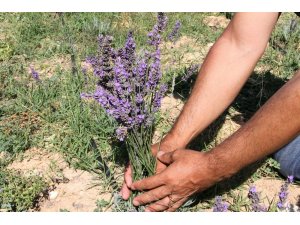 Üreticilere dağıtılan 30 bin lavanta fidesi çiçek açtı, hasat başladı