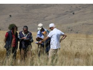 Hububatta dane kaybının önlenmesi için biçerdöver kontrolleri sürüyor