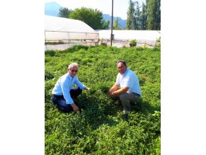 Eskişehir tıbbi bitkide atağa kalkıyor