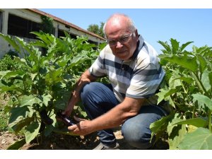 Manisa’dan Türkiye’ye yerel tohum
