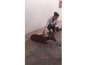 Yaralı halde bulunan Karaca, tedavi altına alındı