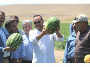 Tarlaya giren Milletvekili Ağar, hasata katıldı