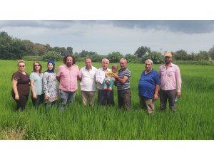 Damlama sulama ile çeltik ekiminde 70 su tasarrufu