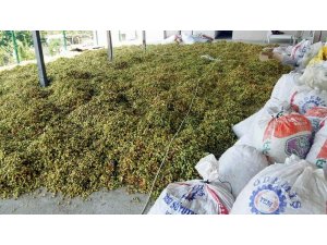 Aydın’da Antep fıstığı hasadı başladı