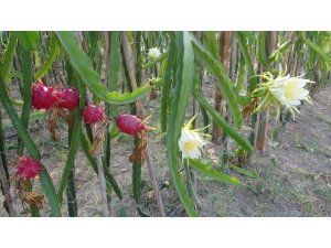 Pitahayanın tanesi bahçede 17, markette 40 lira