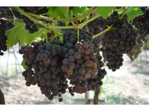 Bağcılığın göz bebeğinde hasat zamanı