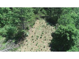 Samsun’da 11 kilo kubar esrar ve 405 kök dişi Hint keneviri ele geçirildi